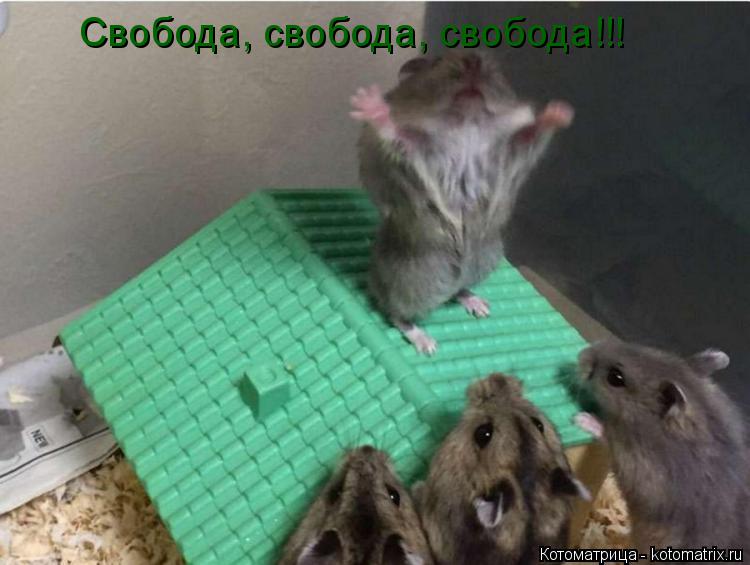 Свобода, свобода, свобода!!!... Котоматрица: Свобода, свобода, свобода!!!