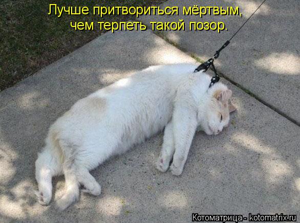 Лучше притвориться мёртвым, чем терпеть такой позор.... Котоматрица: Лучше притвориться мёртвым, чем терпеть такой позор.