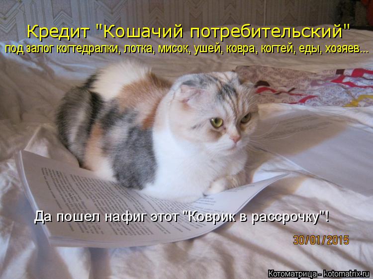 Кредит "Кошачий потребительский" под залог когтедралки, лотка, мисок, ушей, ковра, когтей, еды, хозяе... Котоматрица: Кредит "Кошачий потребительский" под залог когтедралки, лотка, мисок, ушей, ковра, когтей, еды, хозяев... Да пошел нафиг этот "Коврик в рассроч