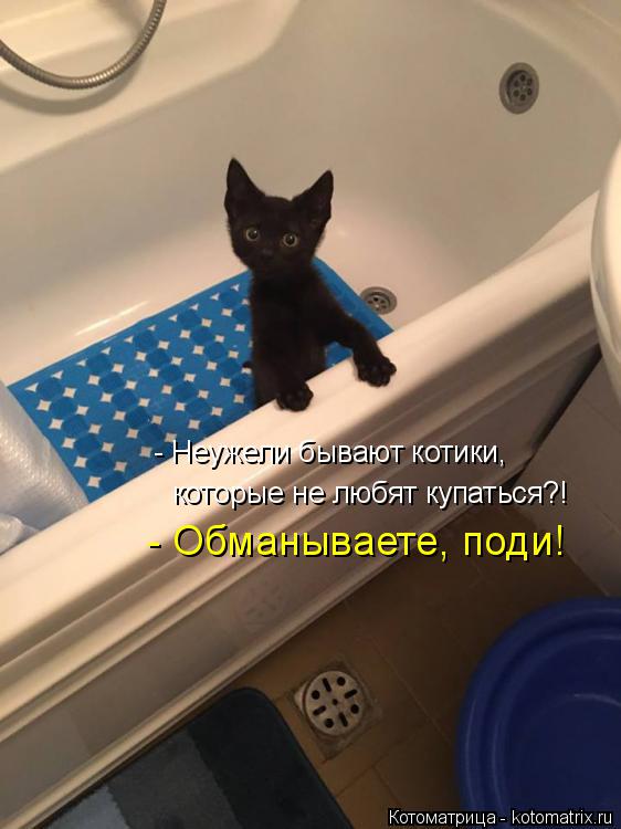 Котоматрица: которые не любят купаться?! - Обманываете, поди! - Неужели бывают котики,