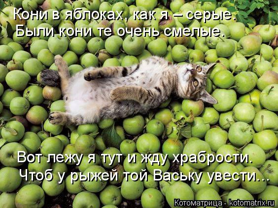 Кони в яблоках, как я – серые. Были кони те очень смелые. Вот лежу я тут и жду храбрости. Чтоб у рыже... Котоматрица: Кони в яблоках, как я – серые. Были кони те очень смелые. Вот лежу я тут и жду храбрости. Чтоб у рыжей той Ваську увести…