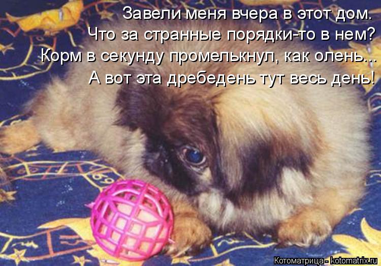 Завели меня вчера в этот дом. Что за странные порядки-то в нем? Корм в секунду промелькнул, как олень... Котоматрица: Завели меня вчера в этот дом. Что за странные порядки-то в нем? Корм в секунду промелькнул, как олень... А вот эта дребедень тут весь день!