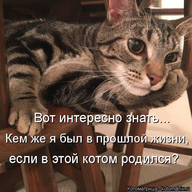 Вот интересно знать... Кем же я был в прошлой жизни, если в этой котом родился?... Котоматрица: Вот интересно знать... Кем же я был в прошлой жизни, если в этой котом родился?