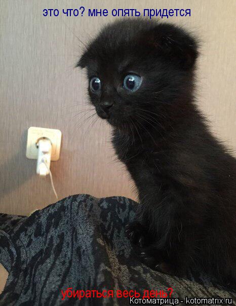 это что? мне опять придется убираться весь день?... Котоматрица: это что? мне опять придется убираться весь день?