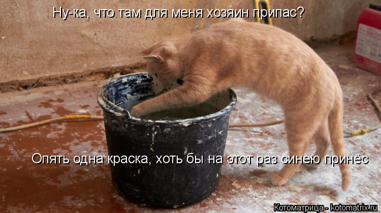 Котоматрица: Ну-ка, что там для меня хозяин припас? Опять одна краска, хоть бы на этот раз синею принёс
