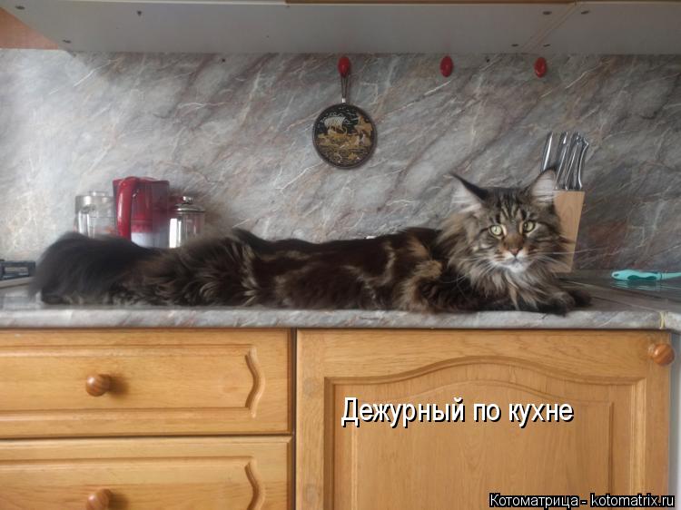 Дежурный по кухне... Котоматрица: Дежурный по кухне