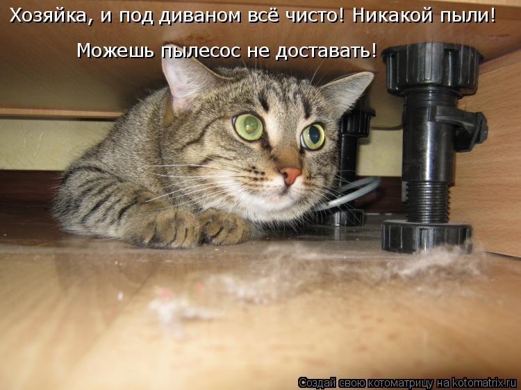 Хозяйка, и под диваном всё чисто! Никакой пыли! Можешь пылесос не доставать!... Котоматрица: Хозяйка, и под диваном всё чисто! Никакой пыли! Можешь пылесос не доставать!