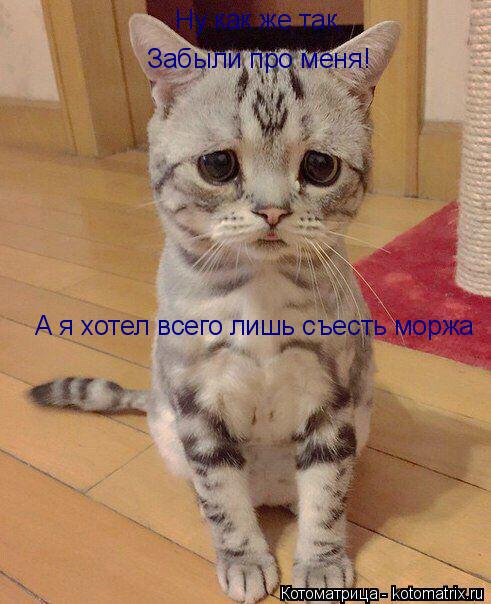 Котоматрица: Ну как же так, Забыли про меня! А я хотел всего лишь съесть моржа