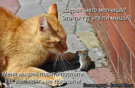 Котоматрица: Серая, чего молчишь? Это ты тут что ли мышь?! Меня мышей ловить послали, как выглядят - не показали!
