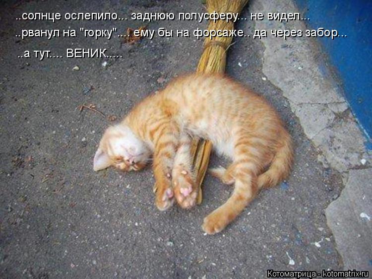 Котоматрица: ..солнце ослепило... заднюю полусферу... не видел... ..рванул на "горку".... ему бы на форсаже.. да через забор... ..а тут.... ВЕНИК.....