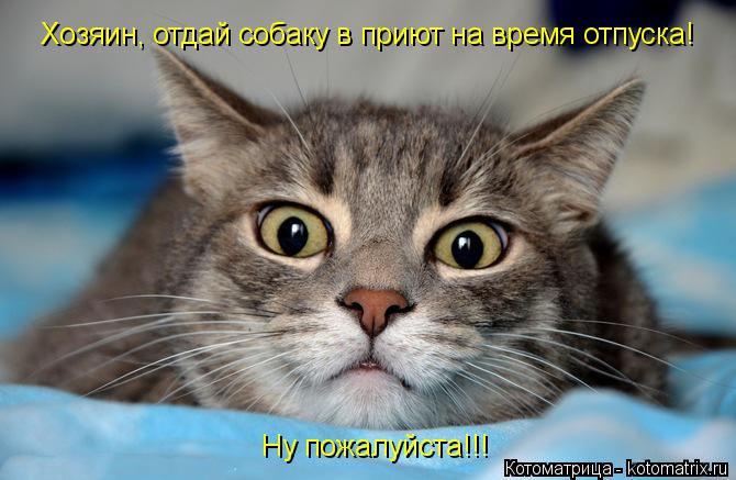 Котоматрица: Хозяин, отдай собаку в приют на время отпуска! Ну пожалуйста!!!