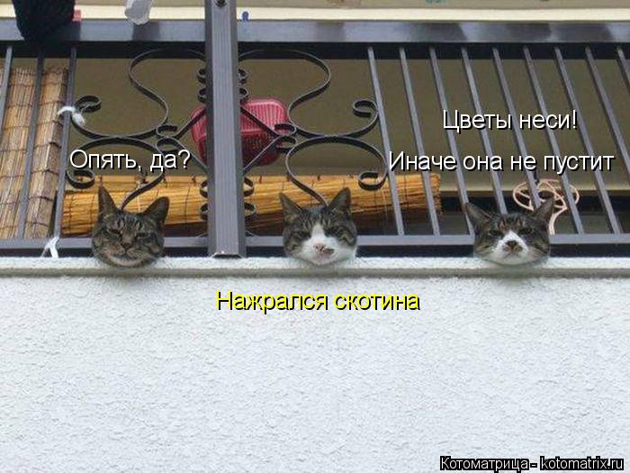 Котоматрица: Опять, да? Нажрался скотина Цветы неси! Иначе она не пустит