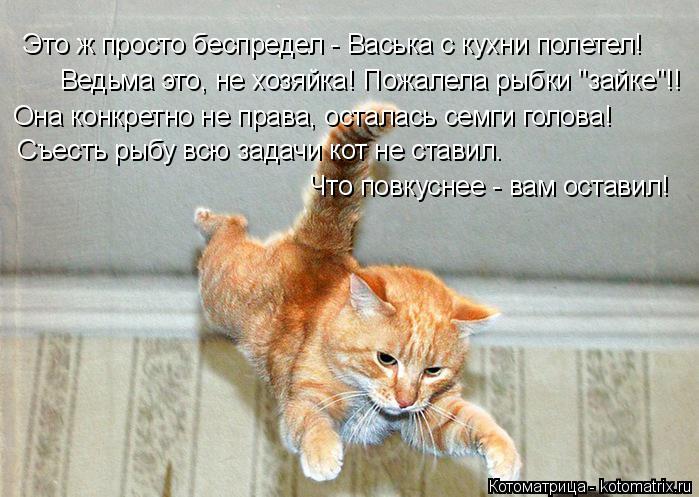 Котоматрица: Это ж просто беспредел - Васька с кухни полетел! Ведьма это, не хозяйка! Пожалела рыбки "зайке"!! Она конкретно не права, осталась семги голова