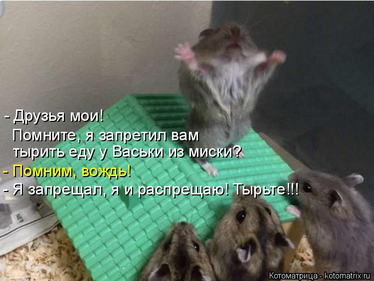 - Друзья мои! Помните, я запретил вам тырить еду у Васьки из миски? - Помним, вождь! - Я запрещал, я... Котоматрица: - Друзья мои! Помните, я запретил вам тырить еду у Васьки из миски? - Помним, вождь! - Я запрещал, я и распрещаю! Тырьте!!!
