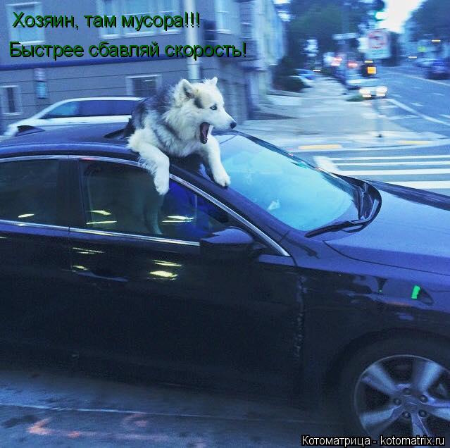 Котоматрица: Хозяин, там мусора!!! Быстрее сбавляй скорость!
