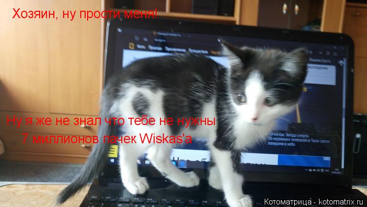 Котоматрица: Хозяин, ну прости меня! Ну я же не знал что тебе не нужны 7 миллионов пачек Wiskas'а