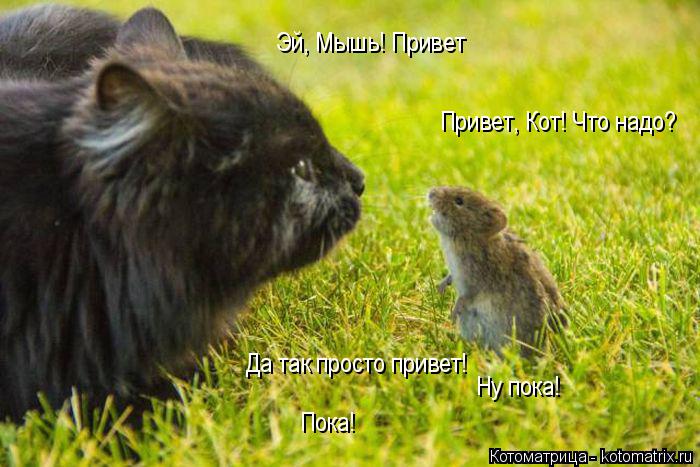 Котоматрица: Эй, Мышь! Привет Привет, Кот! Что надо? Да так просто привет! Ну пока! Пока!