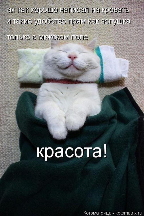 Котоматрица: ах как хорошо написал на кровать  и такие удобство прям как золушка  только в мкжском поле красота!