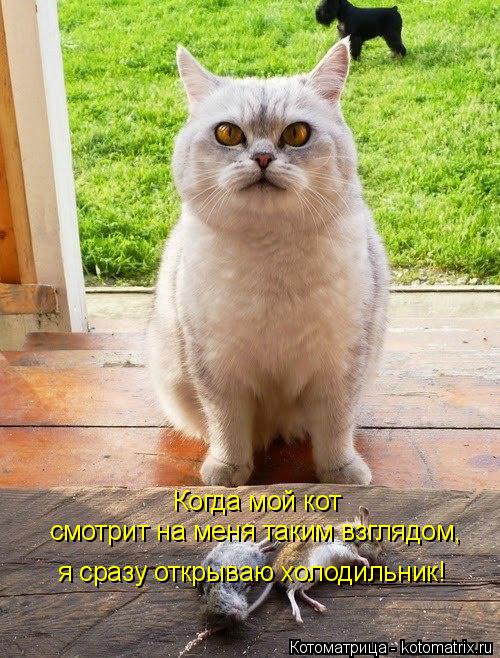 Когда мой кот смотрит на меня таким взглядом, я сразу открываю холодильник!... Котоматрица: Когда мой кот смотрит на меня таким взглядом, я сразу открываю холодильник!