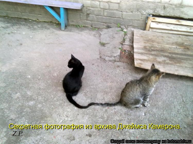 Секретная фотография из архива Джеймса Камерона.... Котоматрица: Секретная фотография из архива Джеймса Камерона.