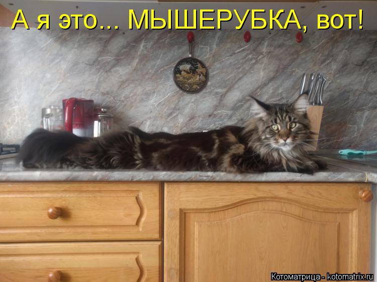 Котоматрица: А я это... МЫШЕРУБКА, вот!