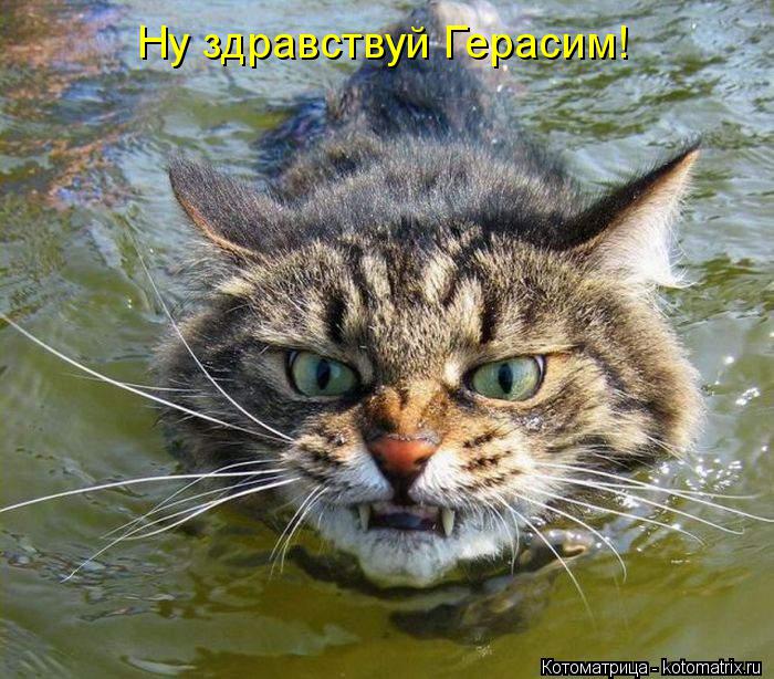 Ну здравствуй Герасим!... Котоматрица: Ну здравствуй Герасим!