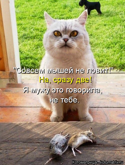 "Совсем мышей не ловит!" На, сразу две! Я мужу это говорила, не тебе.... Котоматрица: "Совсем мышей не ловит!" На, сразу две! Я мужу это говорила, не тебе.