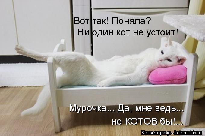Котоматрица: Ни один кот не устоит! Вот так! Поняла? Мурочка... Да, мне ведь... не КОТОВ бы!...