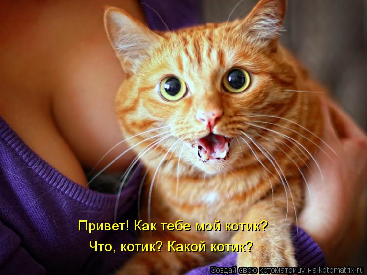 Привет! Как тебе мой котик? Что, котик? Какой котик?... Котоматрица: Привет! Как тебе мой котик? Что, котик? Какой котик?