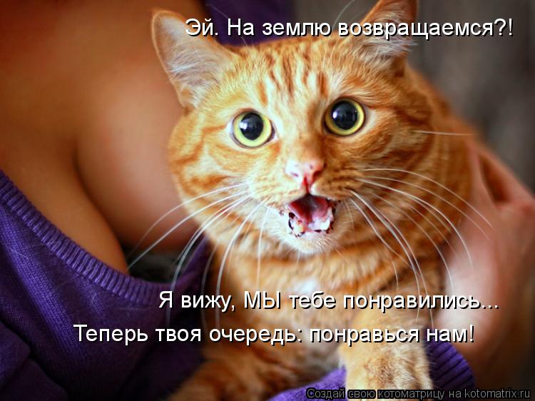 Котоматрица: Эй. На землю возвращаемся?! Я вижу, МЫ тебе понравились... Теперь твоя очередь: понравься нам!