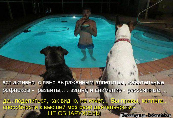ест активно, с явно выраженным аппетитом, жевательные рефлексы - развиты,.... взгляд и внимание - ра... Котоматрица: ест активно, с явно выраженным аппетитом, жевательные рефлексы - развиты,.... взгляд и внимание - рассеянные ... да.. поделиться, как видно, не х