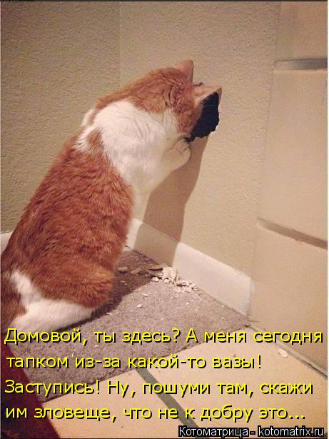Котоматрица: Домовой, ты здесь? А меня сегодня  тапком из-за какой-то вазы!  Заступись! Ну, пошуми там, скажи  им зловеще, что не к добру это...