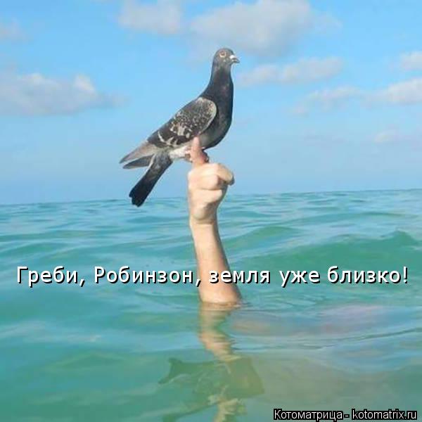 Котоматрица: Греби, Робинзон, земля уже близко!