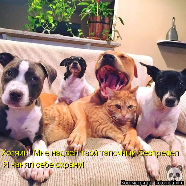 Котоматрица: Хозяин! Мне надоел твой тапочный беспредел. Я нанял себе охрану!