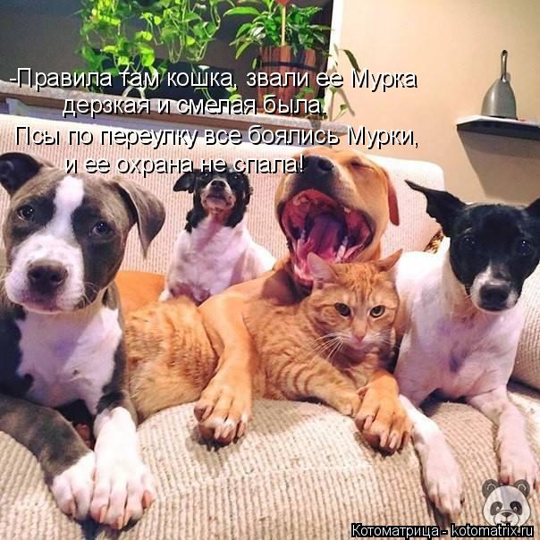 Котоматрица: -Правила там кошка, звали ее Мурка дерзкая и смелая была. Псы по переулку все боялись Мурки, и ее охрана не спала!