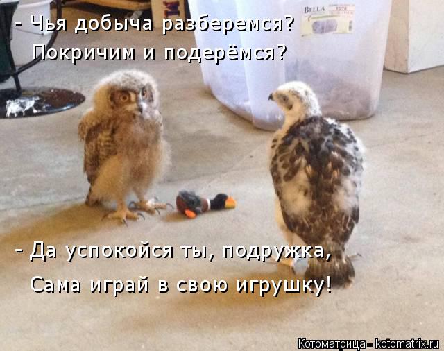 Котоматрица: - Чья добыча разберемся? Покричим и подерёмся? - Да успокойся ты, подружка, Сама играй в свою игрушку!