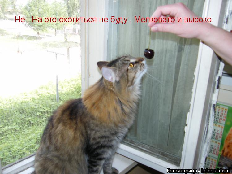 Котоматрица: Не . На это охотиться не буду . Мелковато и высоко.