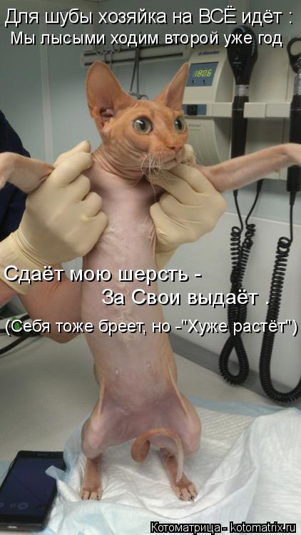 Котоматрица: Сдаёт мою шерсть -  За Свои выдаёт . Для шубы хозяйка на ВСЁ идёт : Мы лысыми ходим второй уже год (Себя тоже бреет, но -"Хуже растёт")