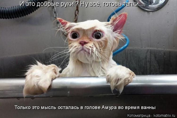 Котоматрица: И это добрые руки!? Ну всё, готовь тапки.... И это добрые руки!? Ну всё, готовь тапки.... Только это мысль осталась в голове Амура во время ванны Т