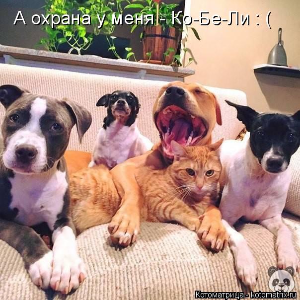 Котоматрица: А охрана у меня - Ко-Бе-Ли : (