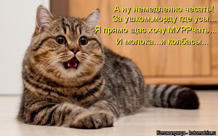 За ушком,морду где усы... Я прямо щас хочу МУРРчать... И молока...и колбасы... А ну немедленно чесать... Котоматрица: За ушком,морду где усы... Я прямо щас хочу МУРРчать... И молока...и колбасы... А ну немедленно чесать!