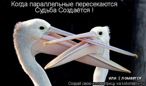Котоматрица: Когда параллельные пересекаются Судьба Создаётся ! или :( ломается
