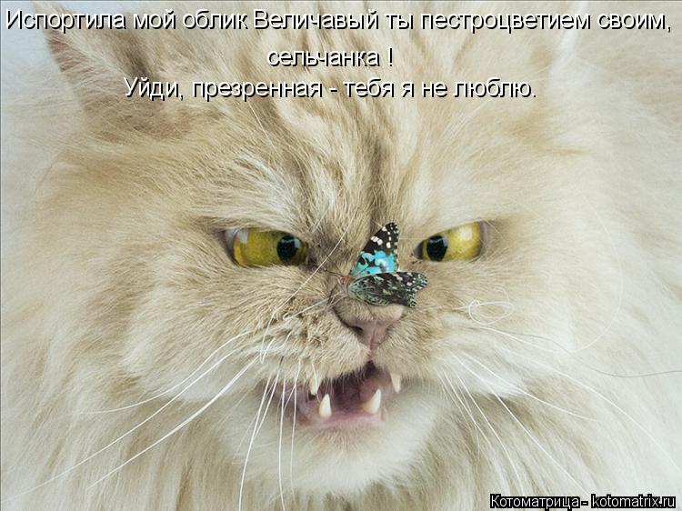 сельчанка ! Испортила мой облик Величавый ты пестроцветием своим, Уйди, презренная - тебя я не люблю.... Котоматрица: сельчанка ! Испортила мой облик Величавый ты пестроцветием своим, Уйди, презренная - тебя я не люблю.