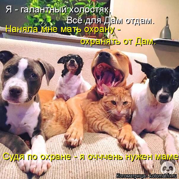 Котоматрица: Я - галантный холостяк, Всё для Дам отдам. Наняла мне мать охрану - охранять от Дам. Судя по охране - я очччень нужен маме.