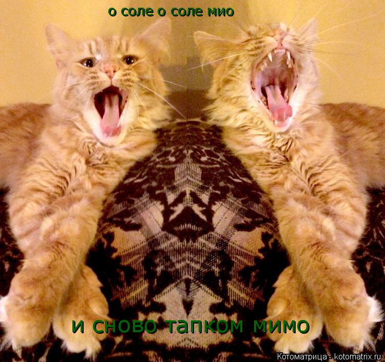 Котоматрица: о соле о соле мио и сново тапком мимо