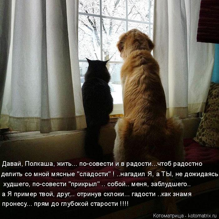 Котоматрица: Давай, Полкаша, жить... по-совести и в радости...чтоб радостно делить со мной мясные "сладости" ! ..нагадил Я, а ТЫ, не дожидаясь а Я пример твой, д