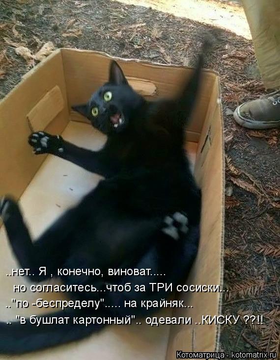 Котоматрица: .."по -беспределу"..... на крайняк... .. "в бушлат картонный".. одевали ..КИСКУ ??!! ..нет.. Я , конечно, виноват.....  но согласитесь...чтоб за ТРИ сосиски...