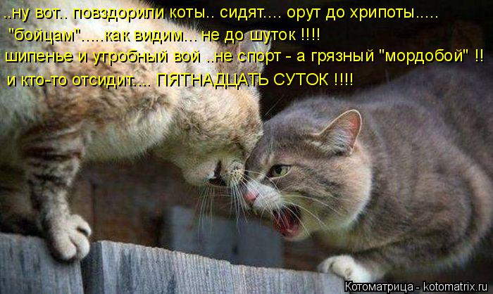 шипенье и утробный вой ..не спорт - а грязный "мордобой" !! ..ну вот.. повздорили коты.. сидят.... ор... Котоматрица: шипенье и утробный вой ..не спорт - а грязный "мордобой" !! ..ну вот.. повздорили коты.. сидят.... орут до хрипоты..... и кто-то отсидит.... ПЯТНАДЦАТЬ