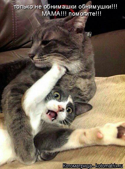 только не обнимашки обнимушки!!! МАМА!!! помогите!!!... Котоматрица: только не обнимашки обнимушки!!! МАМА!!! помогите!!!