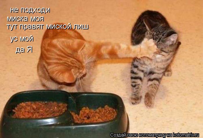 не подходи миска моя тут правят миской лиш ус мой да Я... Котоматрица: не подходи миска моя тут правят миской лиш ус мой да Я